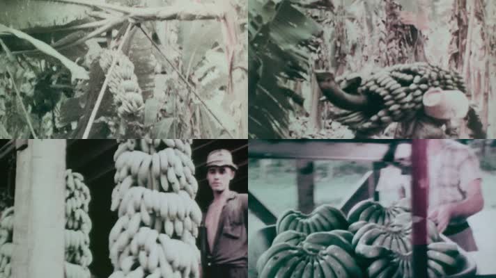 50年代哥伦比亚果园农民采摘运输包装香蕉