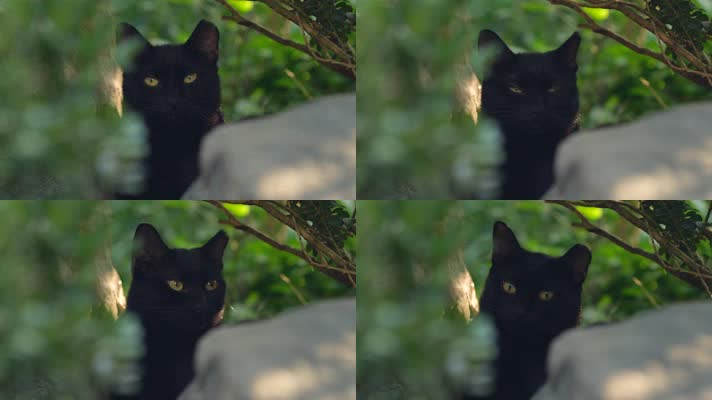 原创实拍黑猫-暗中观察