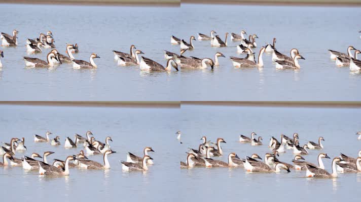 湖边成群的鸭子在戏水4K