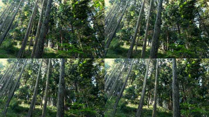 森林阳光树林光照自然风景【4K60】