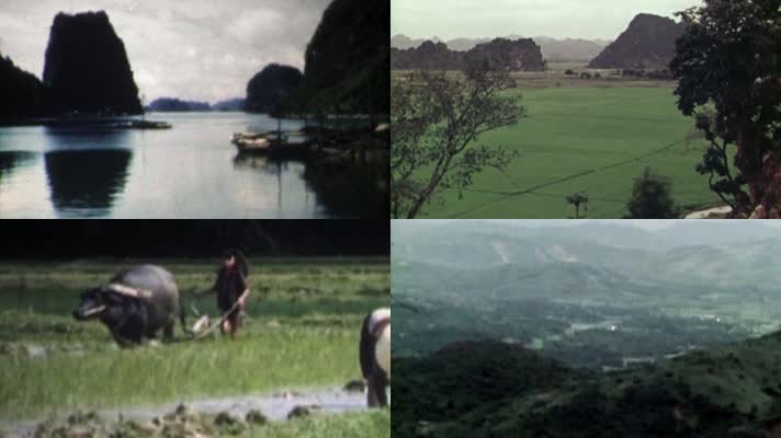 40年代广西贵州农民水渠灌溉稻田水牛耕地