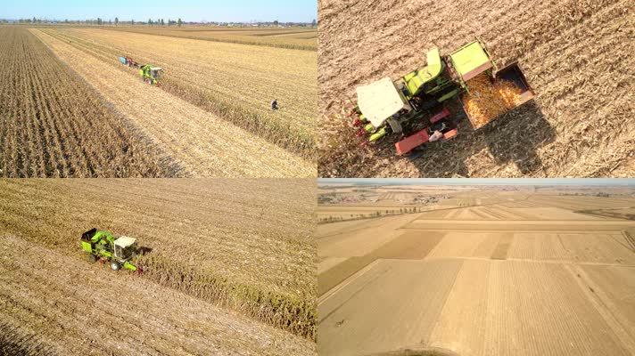 农业 农耕  收割 农作物 丰收节 玉米