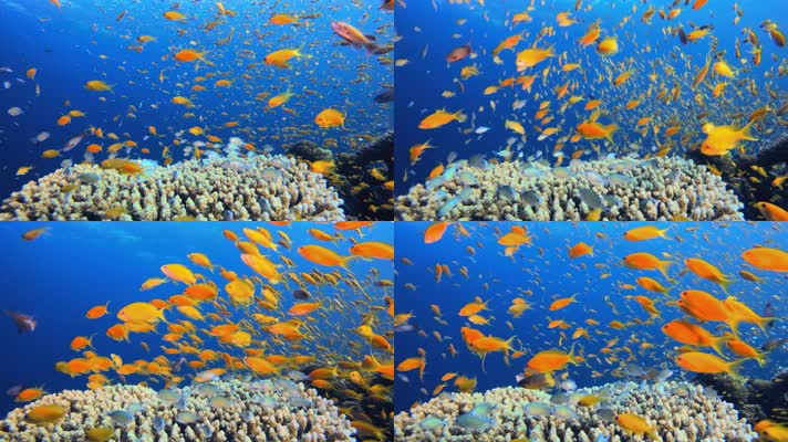 金色的鱼群在海底游动