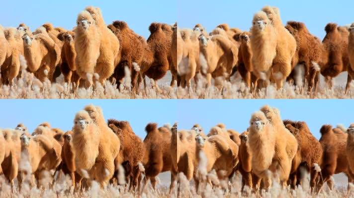 骆驼群