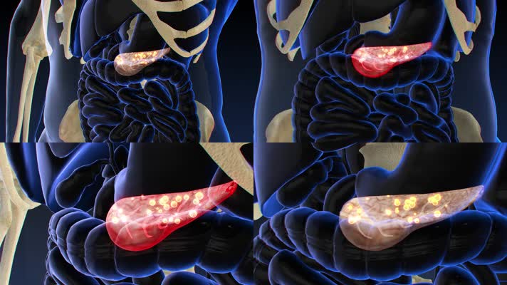 模型素材 肠胃展示动画 生命健康