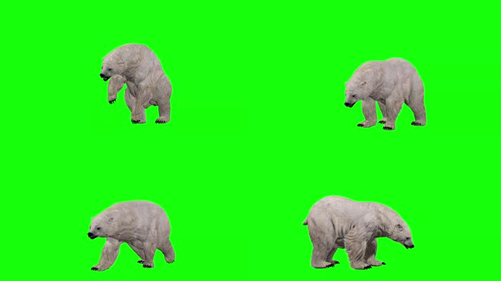 北极熊动画