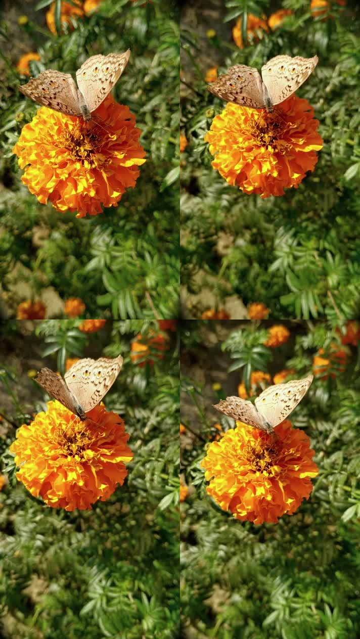 花朵上的蝴蝶特写