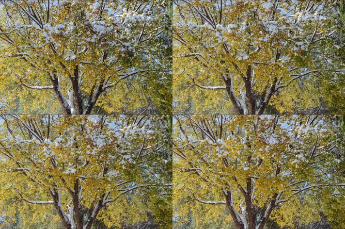 初冬大雪树木枫树黄枫冰雪融化延时摄影10