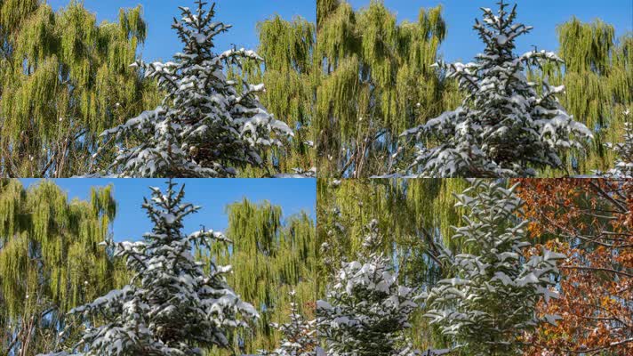 初冬雪后树木杉树柳树冰雪融化
