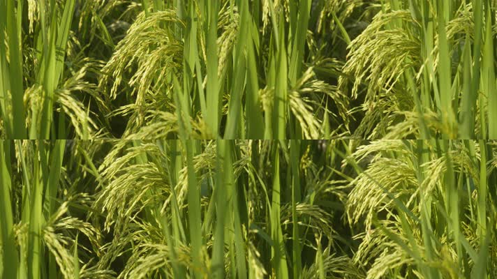 阳光照射在水稻穗上升格慢镜头