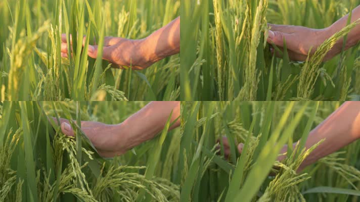 农民的手抚摸扫过水稻穗丰收