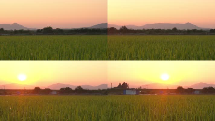 傍晚黄昏夕阳下的水稻田野