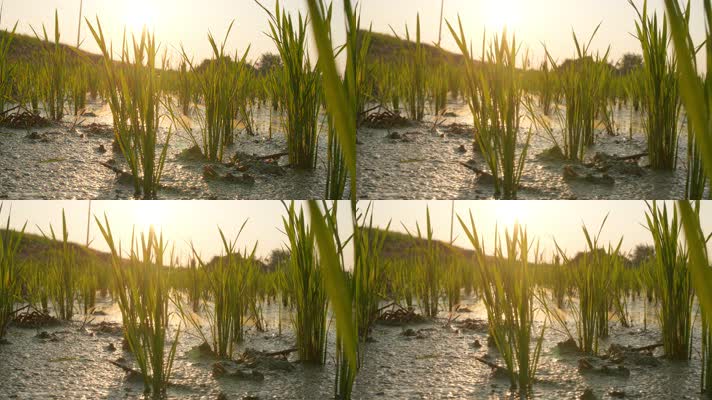 清晨阳光照射在田野上水稻插秧苗