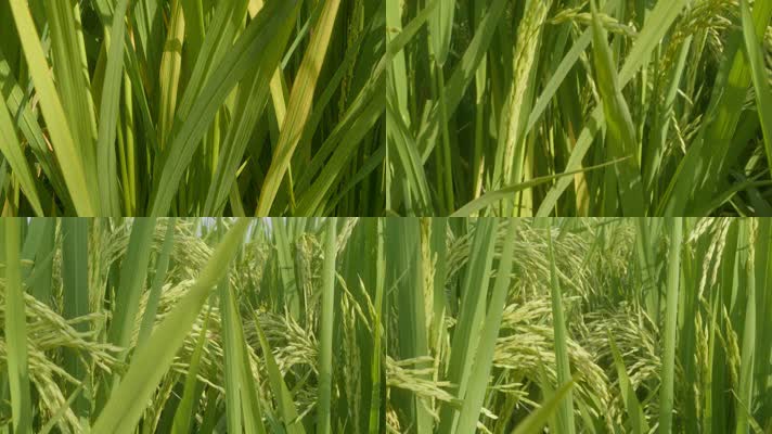 水稻穗大米慢镜头慢动作升格