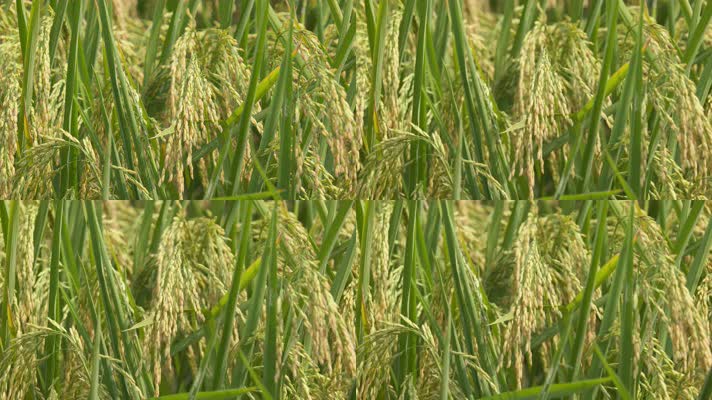 秋天农村粮食水稻穗大米成熟