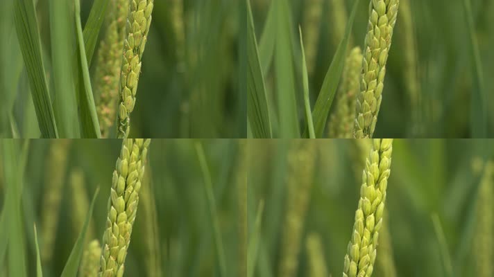 水稻穗五常大米稻花微距特写
