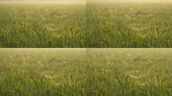 清晨薄雾笼罩的水稻田野露珠