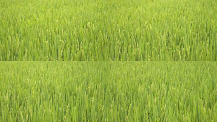 水稻即将成熟稻穗粮食丰收