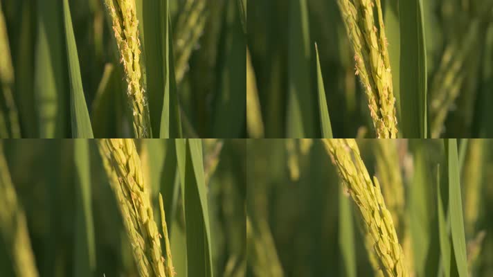 水稻穗稻花微距特写大米粮食