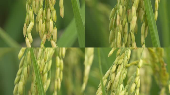 水稻穗五常大米微距特写丰收