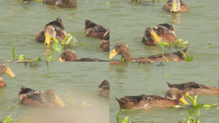 天然河道散养鸭子吃猪耳朵菜