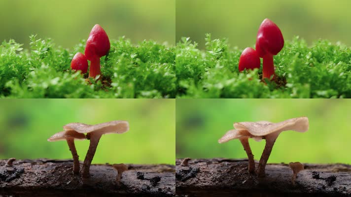 蘑菇生长延时摄影