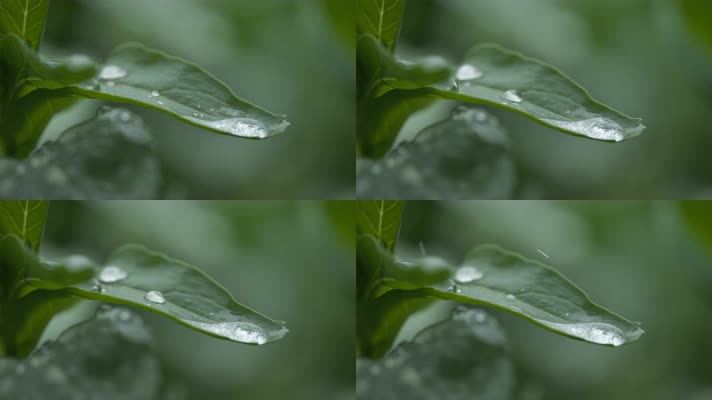 阴天下雨水滴水珠辣椒树叶