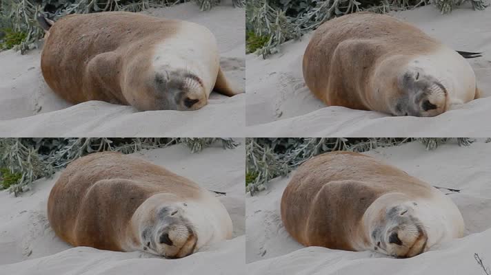 沙滩休息的海报海象海狮
