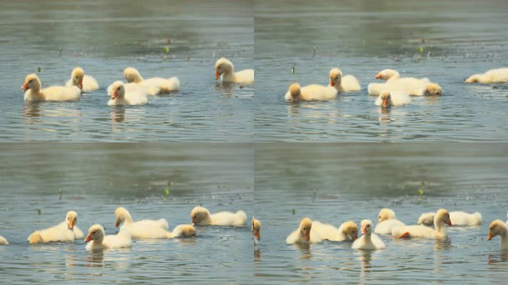 刚出生的散养小鹅苗在水里觅食