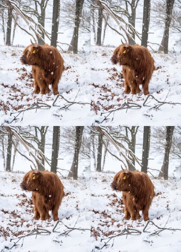 下雪了站在雪里的牦牛