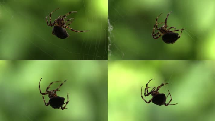 在蛛网上爬行的蜘蛛