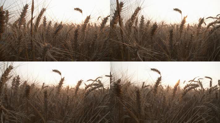 小麦穗麦芒成熟丰收粮食夕阳