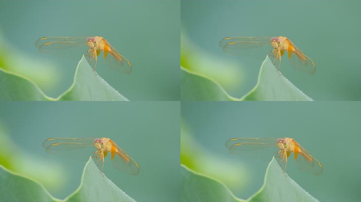 夏天清晨荷叶上的蜻蜓特写微距
