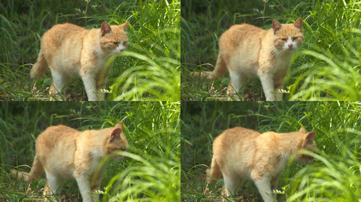 夏天树林草丛中可爱橘猫咪