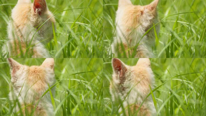 春天草丛中的一只橘猫背影