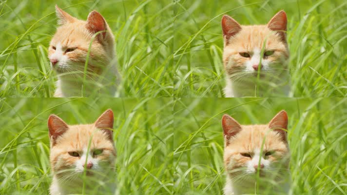 春天草丛中一只可爱猫咪橘猫