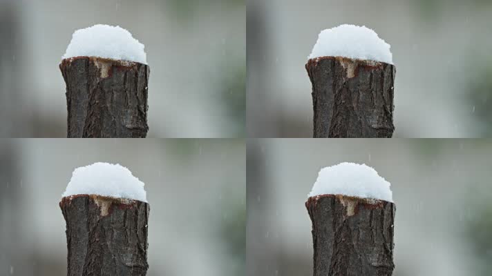 冬天冬季下雪树桩上的积雪
