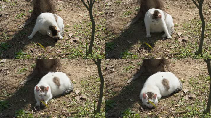 春天公园里的怀孕流浪母猫