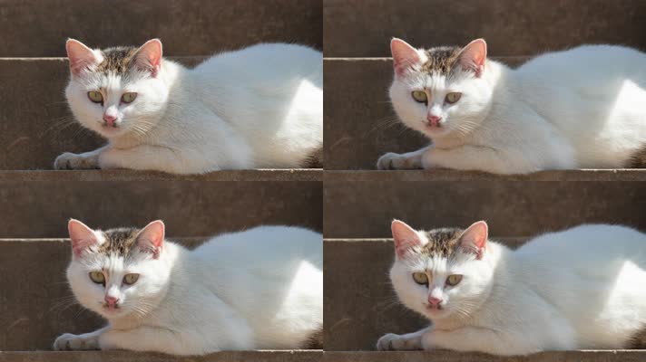 春天中午公园里的流浪猫白猫