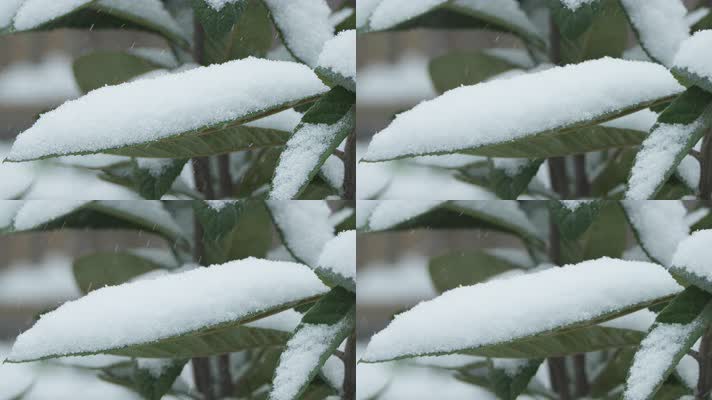 冬天冬季下雪植物树叶积雪