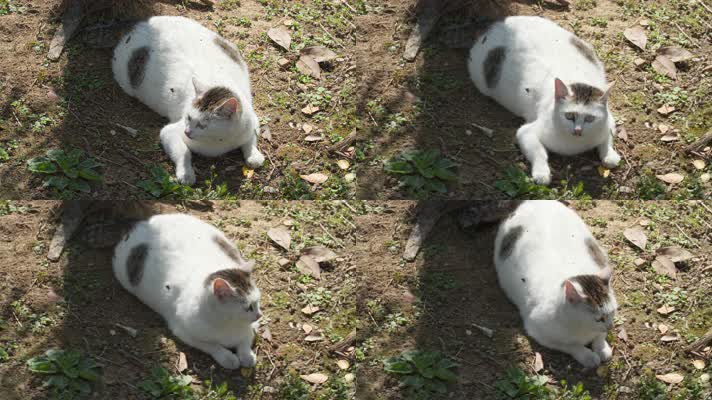 春天享受午后阳光的流浪猫