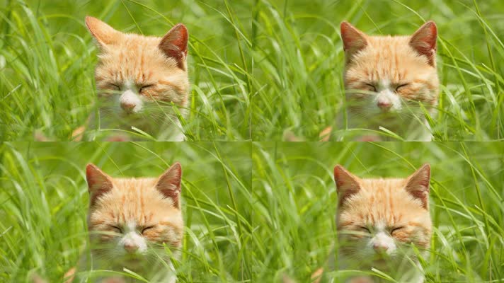 春天草丛里的猫咪扶着微风