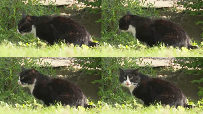 草丛中黑色雄性成年流浪猫