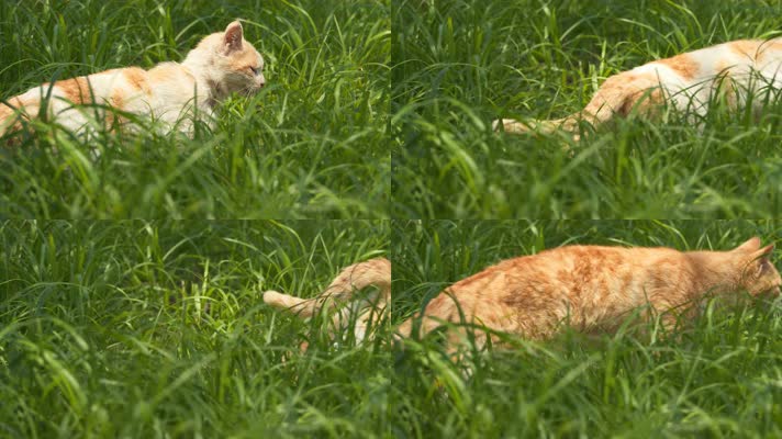 春天草丛里两只流浪猫橘猫