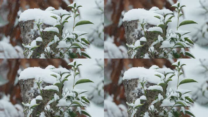 冬天下雪白雪皑皑树桩积雪