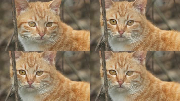 农村冬天一只可爱的猫咪橘猫