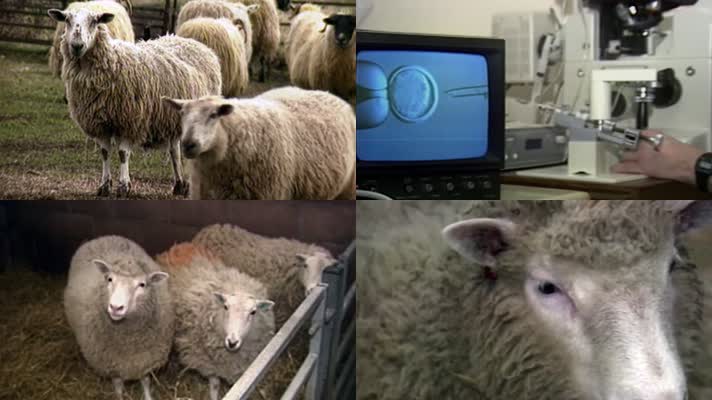 1996年英国爱丁堡市罗斯林研究所克隆羊
