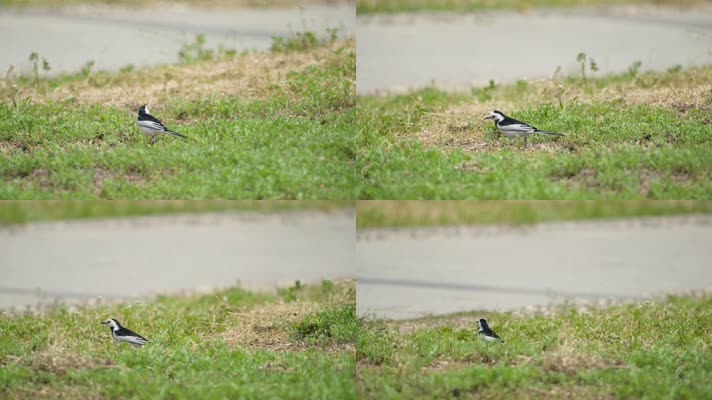 春天中午草地上的小鸟白鹡鸰