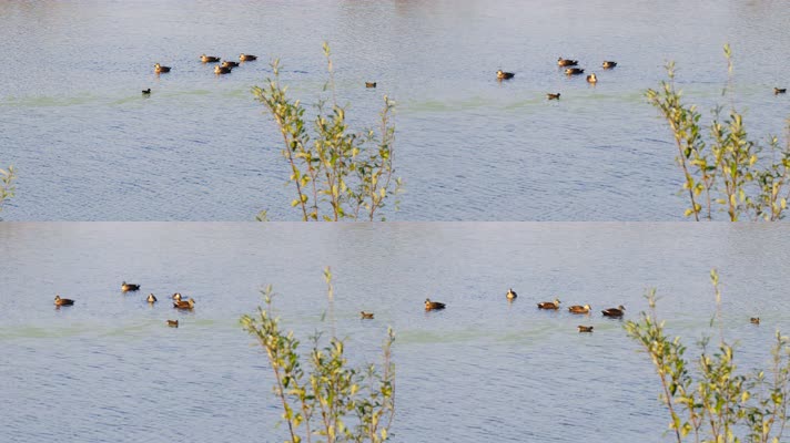 春天湿地小河一群野生斑嘴鸭子