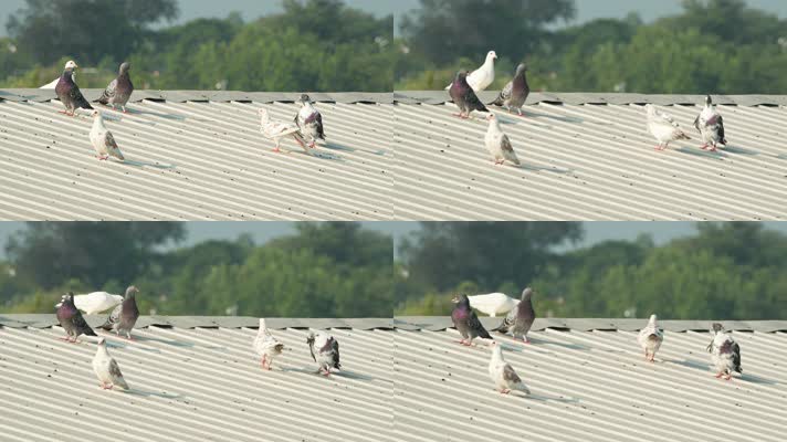 夏天农民饲养的鸽子和平屋顶